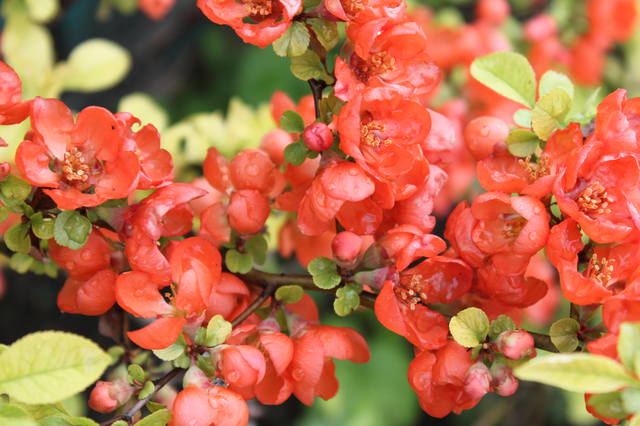 Чайная беседка