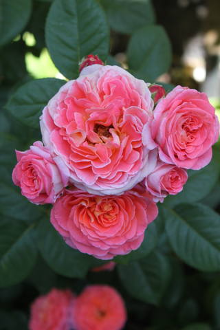 Чайная беседка