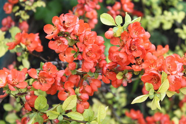 Чайная беседка