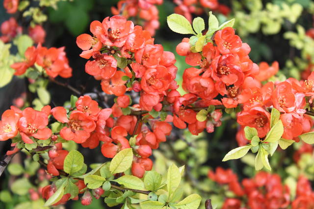 Чайная беседка