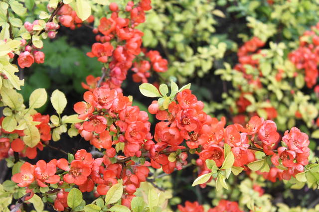 Чайная беседка