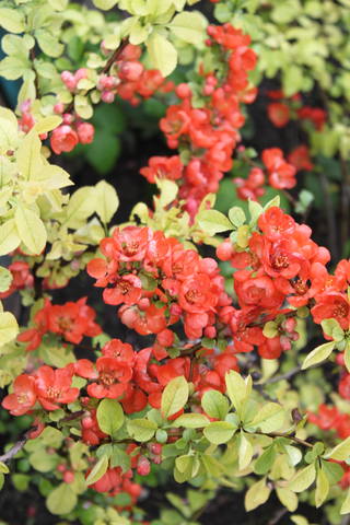 Чайная беседка