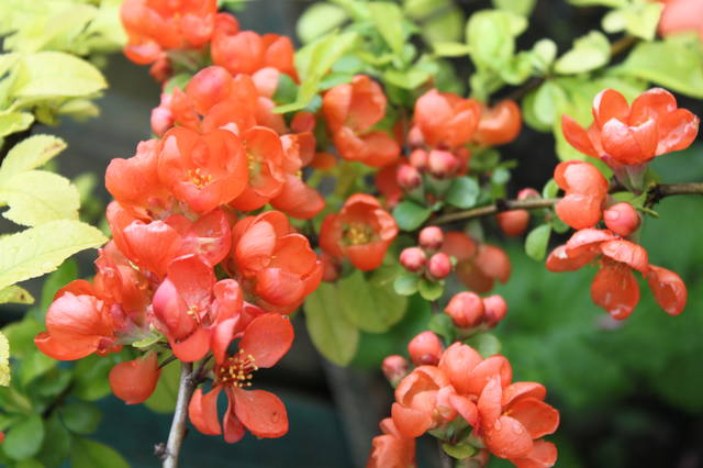 Чайная беседка