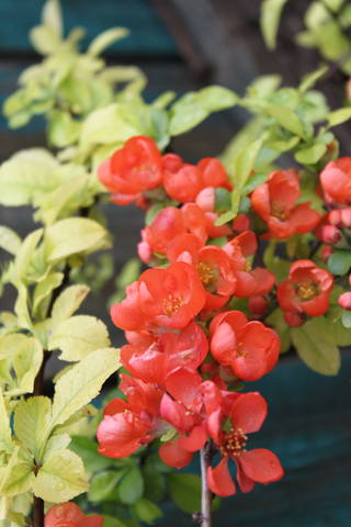 Чайная беседка