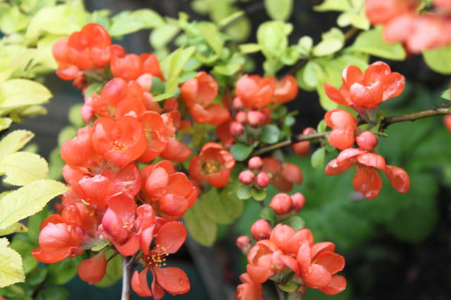 Чайная беседка