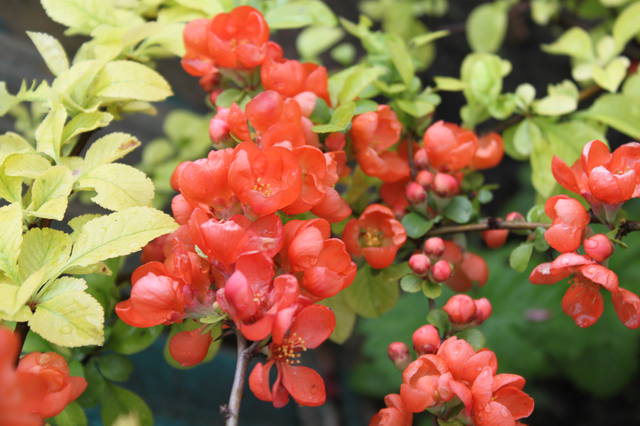 Чайная беседка