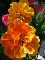 VFL.RU - ваш фотохостинг