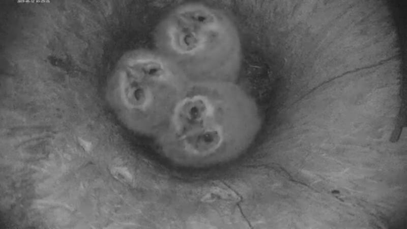 Big Bear Bald Eagle Nest Cam 26501929_m