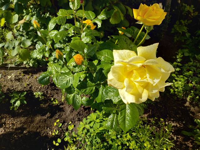 Публикувано изображение