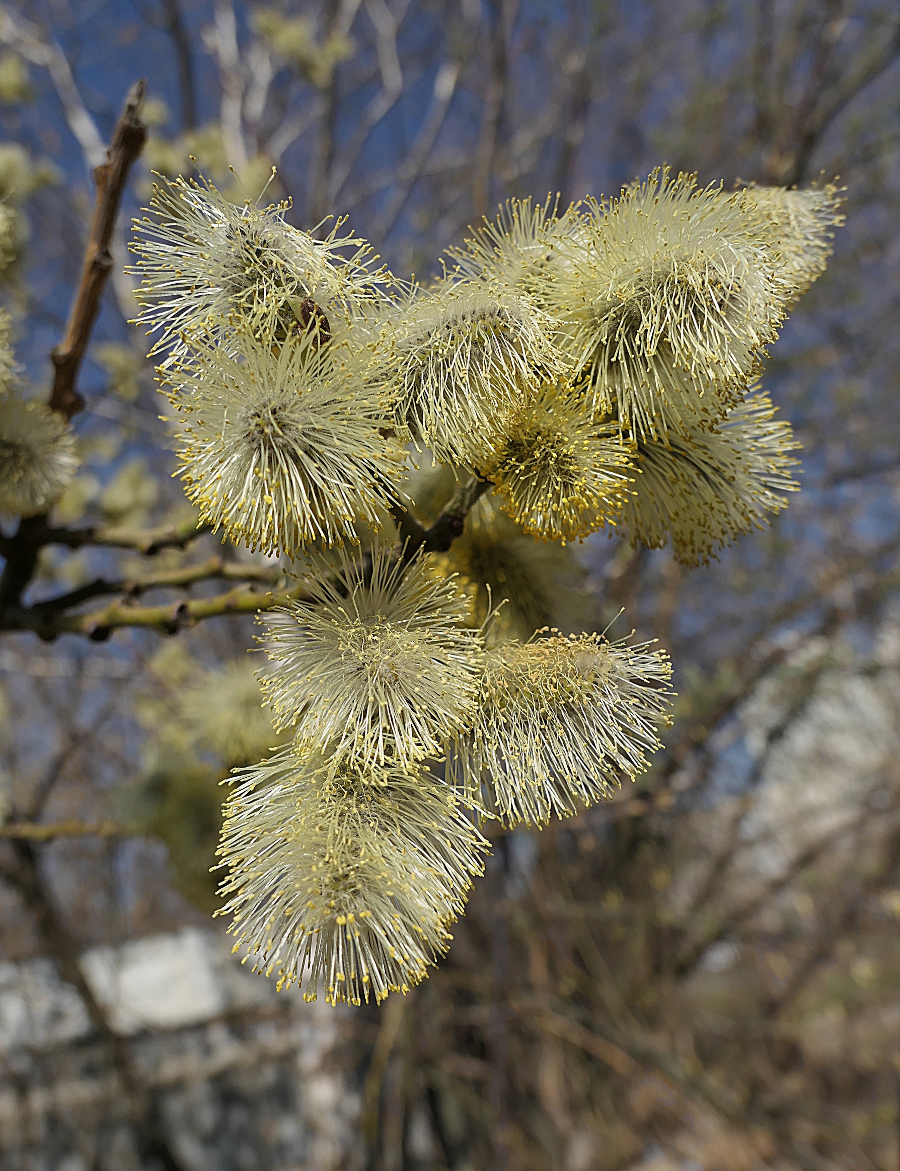 Распускающиеся серёжки вербы. Фото Морошкина В.В.