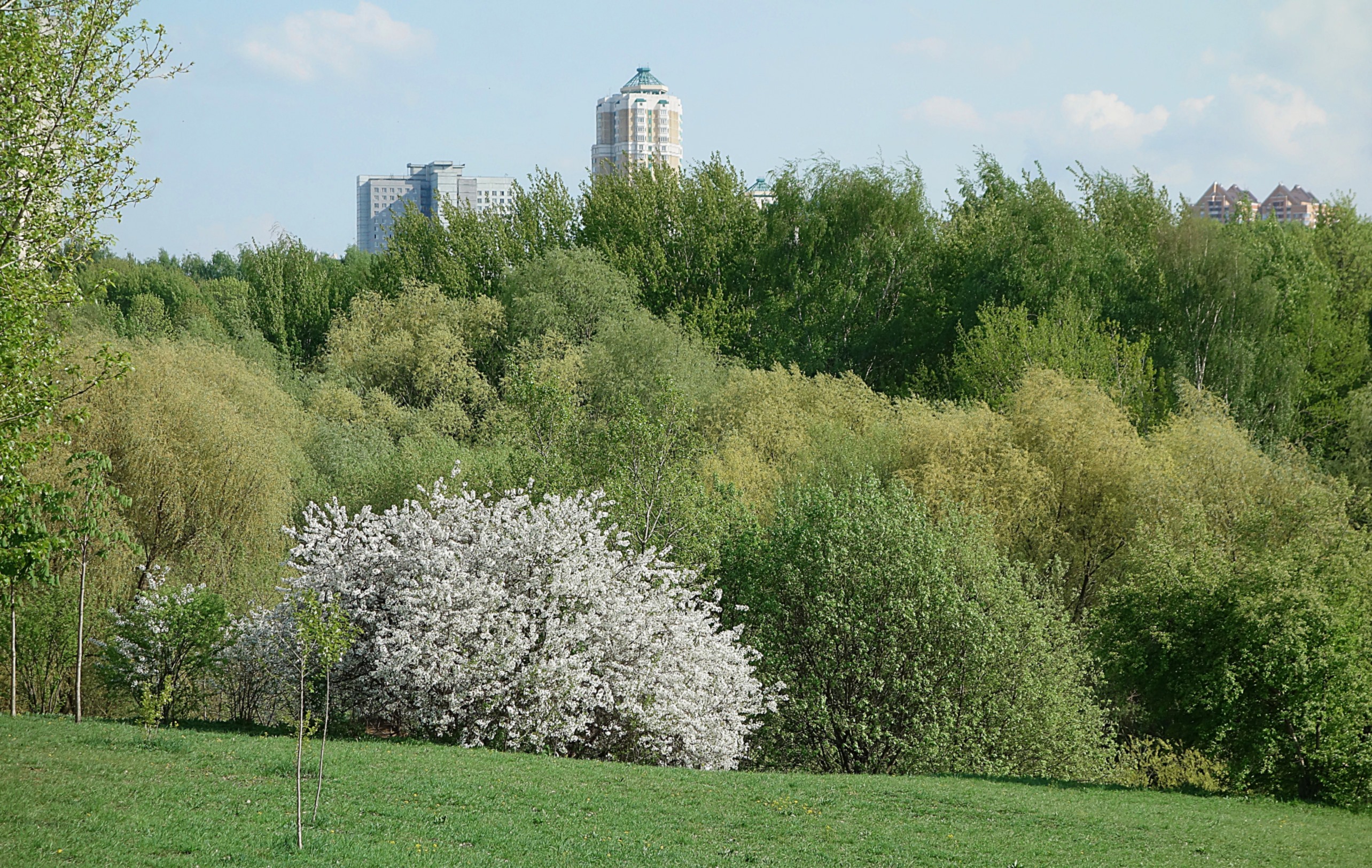 В Раменском парке Москвы. Фото Морошкина В.В.