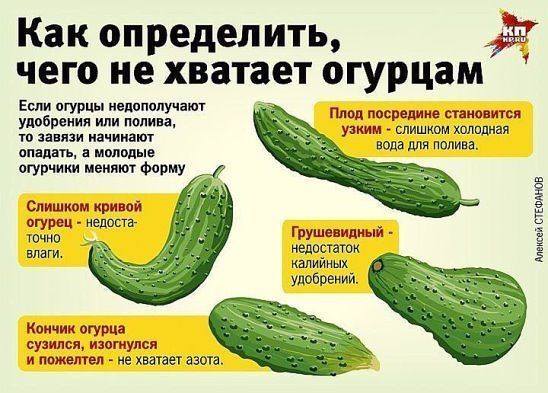 Сажаем, растим, собираем урожай…