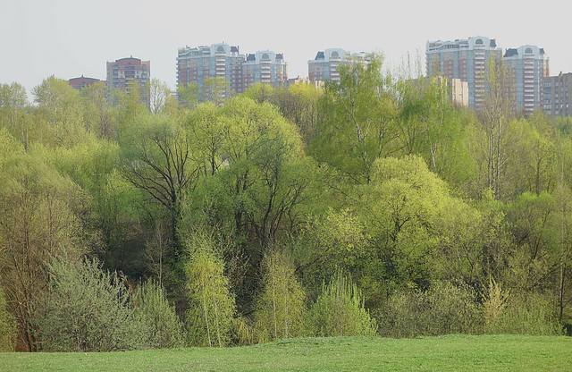 Долина р. Раменки в парке. Фото Морошкина В.В.