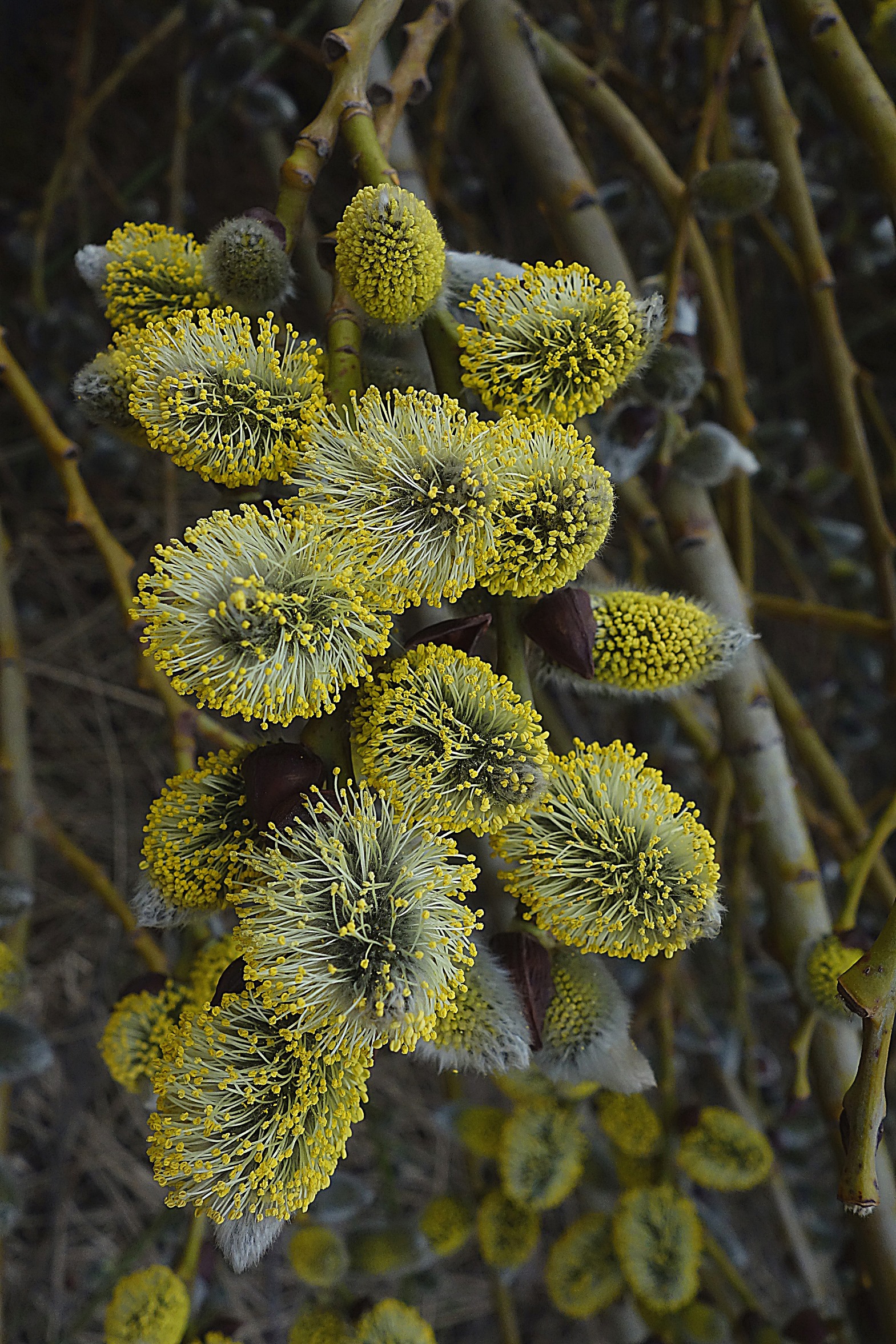 Серёжки вербы. Фото Морошкина В.В.