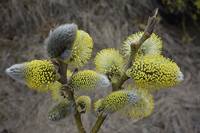 Серёжки вербы распускаются. Фото Морошкина В.В.