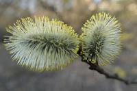 Серёжки вербы распустились. Фото Морошкина В.В.