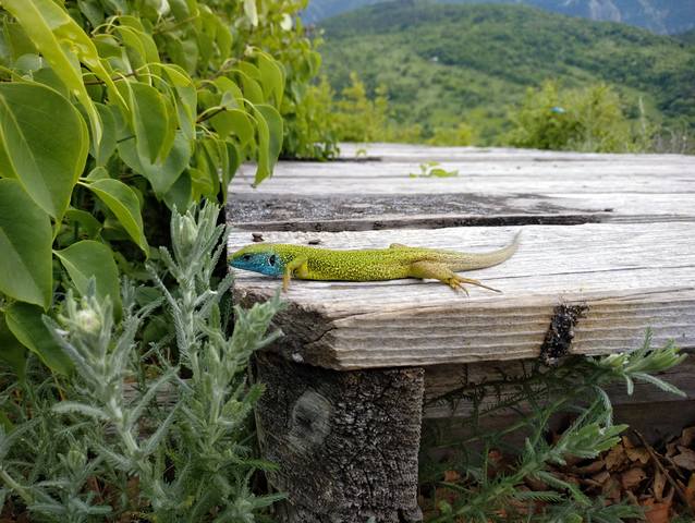 Публикувано изображение