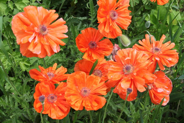 Чайная беседка