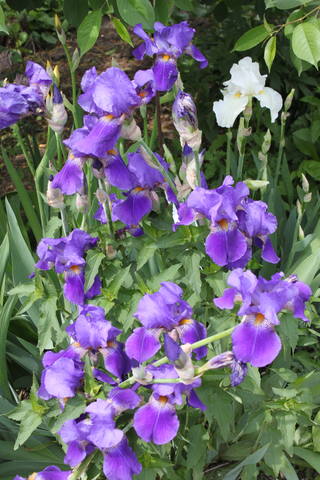 Чайная беседка