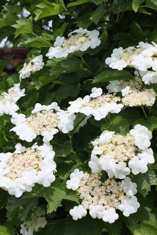 Чайная беседка