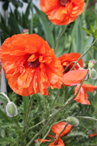 Чайная беседка