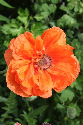 Чайная беседка