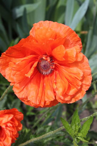 Чайная беседка