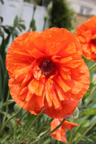 Чайная беседка