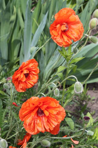 Чайная беседка