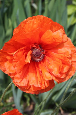 Чайная беседка