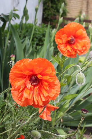 Чайная беседка