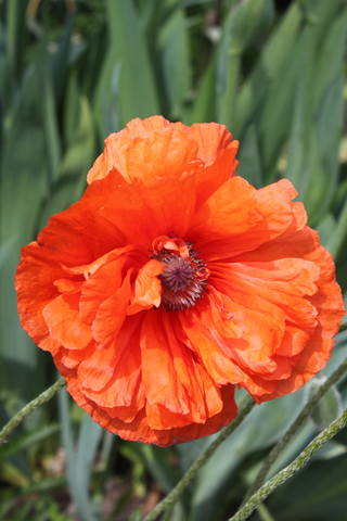 Чайная беседка