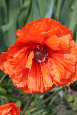 Чайная беседка