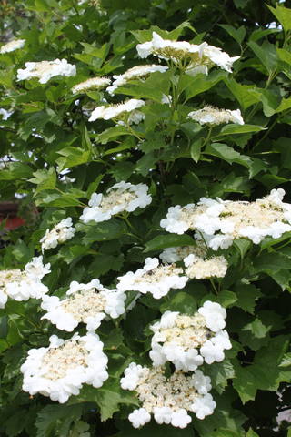 Чайная беседка