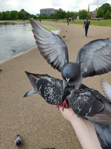 Публикувано изображение