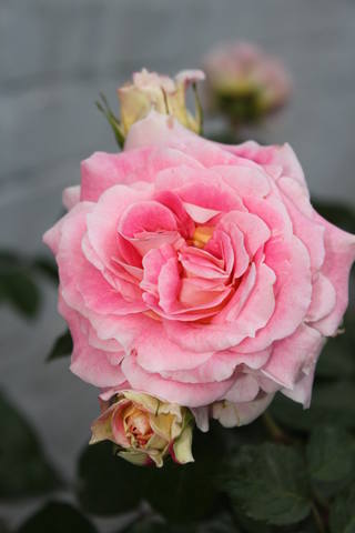 Чайная беседка