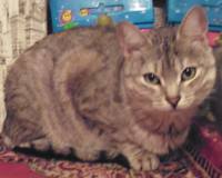 VFL.RU - ваш фотохостинг