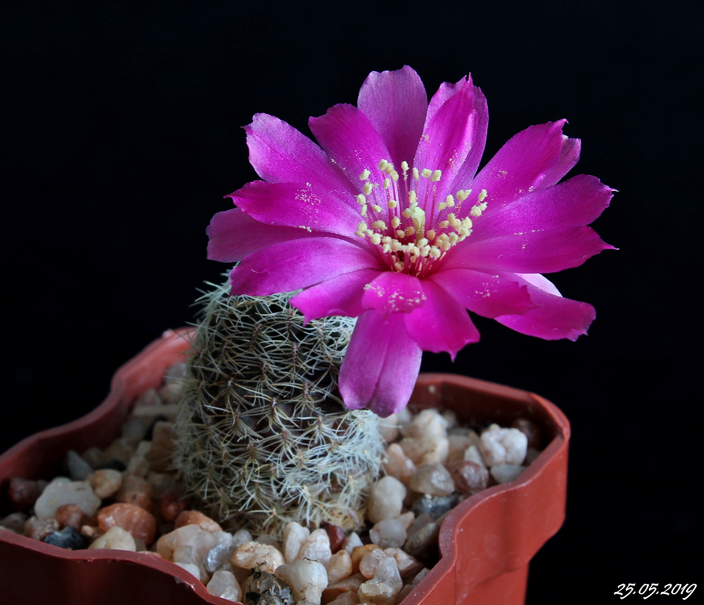 Sulcorebutia pedroensis HS76