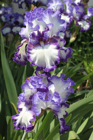 Чайная беседка