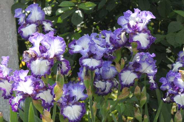 Чайная беседка