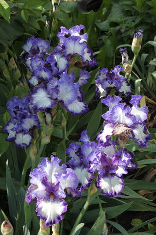 Чайная беседка