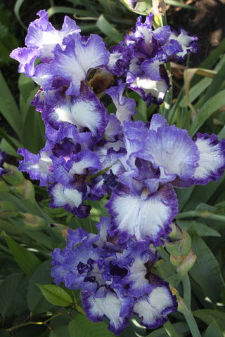 Чайная беседка