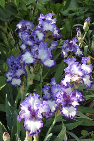 Чайная беседка