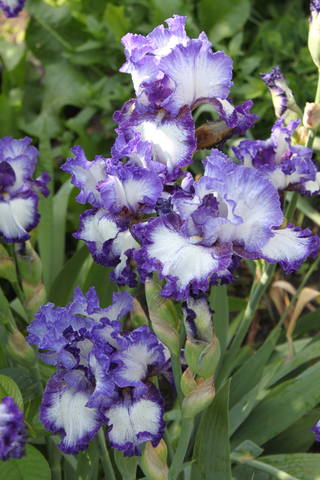 Чайная беседка