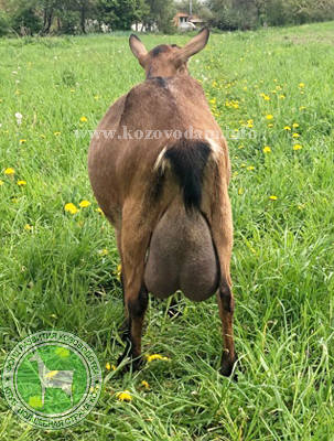 Даби 4 Натали Прага