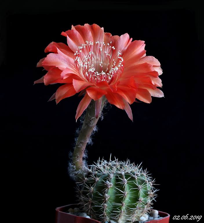 Echinopsis Tuffet x Madame Pele..