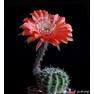 Echinopsis Tuffet x Madame Pele..