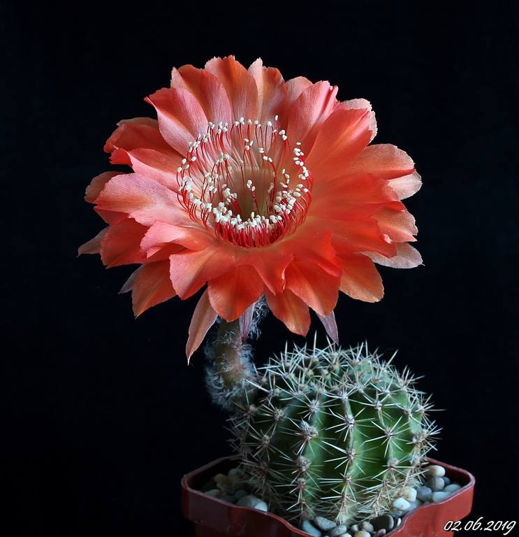 Echinopsis Tuffet x Madame Pele.