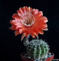 Echinopsis Tuffet x Madame Pele.