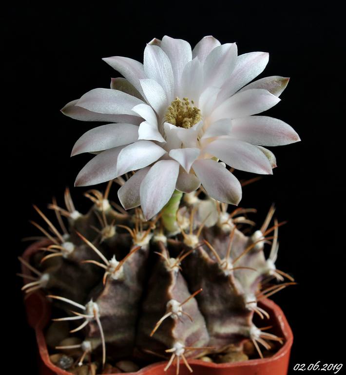 Gymnocalycium friedrichii